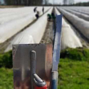 spargel-selberstechen-startseite