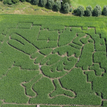 maislabyrinth-werne-hamm-schulze-blasum-luftbild-fasan-350sq