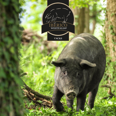 hauptgewinn-maislabyrinth-werne-hamm-iberico-westfalia_